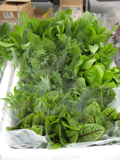 Pristine bunches of spring greens and lettuces