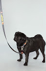 Wheezie agrees....'A treat for our time spent modeling is the least you can do... perhaps 2 treats since I am also modeling the leash....'