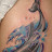 delfin