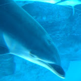 Nagoya Acuario