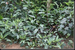 IMG_4914 IMG_4914