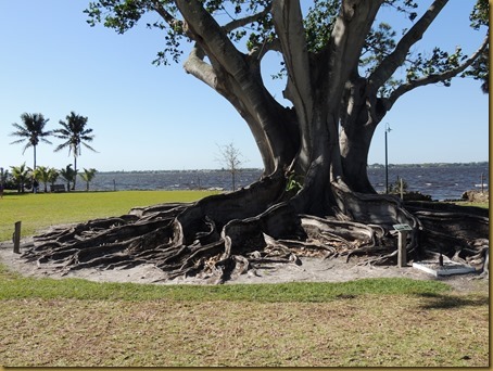 roots of mysor or brown wooly fig tree