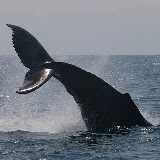 Humpback whale