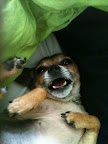 Minnow: 