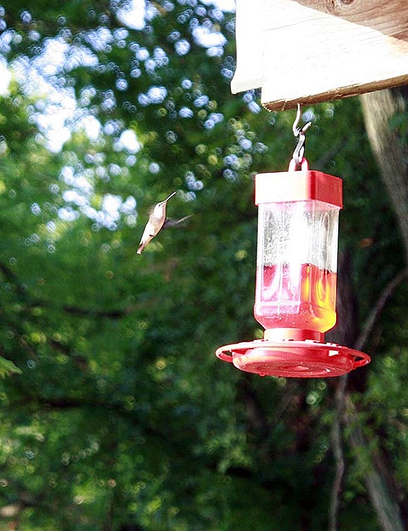 [hummingbird2%255B7%255D.jpg]