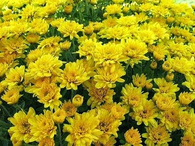 [Chrysanthemums4a4.jpg]