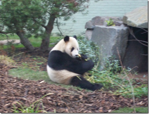 Panda Edinburgh Zoo