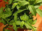 A beautiful bunch of mint.