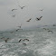 Seagulls