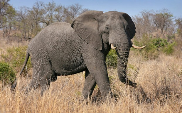 Incidents of elephant poaching have been on the rise in recent years, driven by increased demand for ivory Photo: EPA