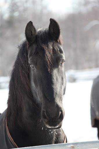Well, Sharkey - Let's get back to that cloud we were discussing.  Moisture likes to collect and freeze on horse whiskers.  Not much we can do about it!