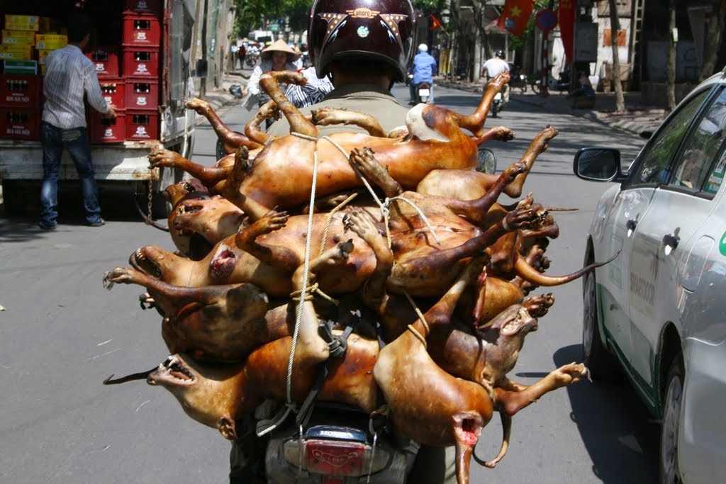 [Vietnam-carne%2520cachorro-voong%2520ngau%2520pin%25201%255B3%255D.jpg]