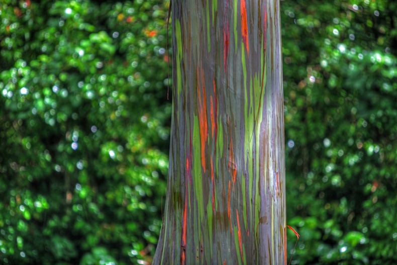 بالصور:شجرة قوس قزح اكثر الاشجار الوانا Rainbow-eucalyptus-5%25255B2%25255D