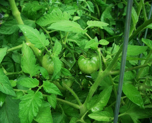 [Garden6%255B3%255D.jpg]
