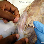 cat_forleg_muscles_L.JPG