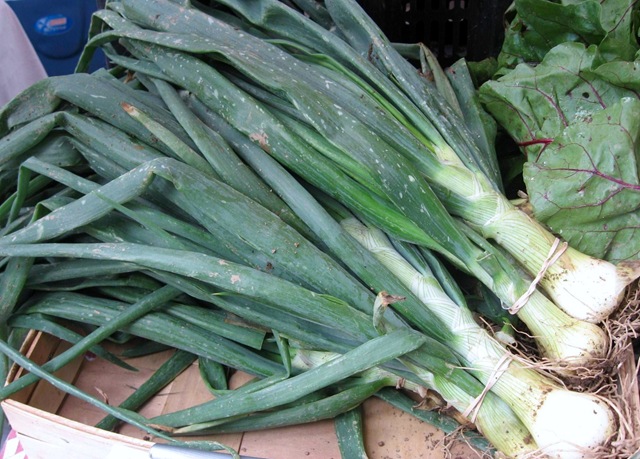 [spring%2520onions%255B9%255D.jpg]