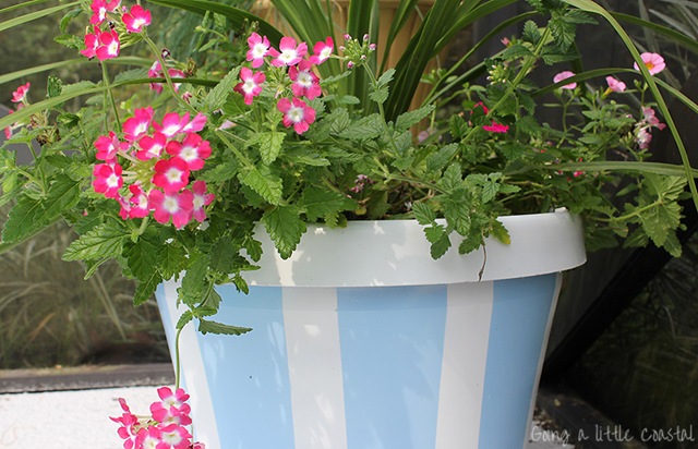 [striped%2520pot3_edited-1%255B5%255D.jpg]