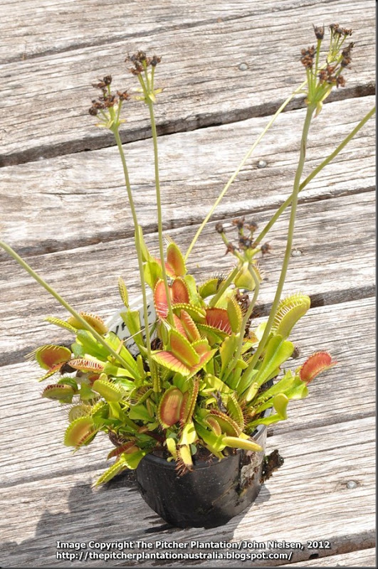 VFT 1