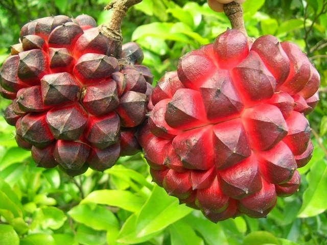 [Pindaiba_fruit%255B4%255D.jpg]