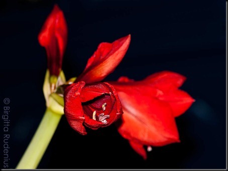 blom_20120128_amaryllis