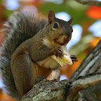 Squirrels 2011