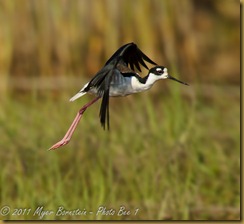 Black-necked Stilt  Black-necked Stilt Flight_ROT4247   NIKON D3S June 04, 2011