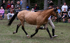 Tyfon 617 f 1998 e Oidipus u Nycka e Sifon