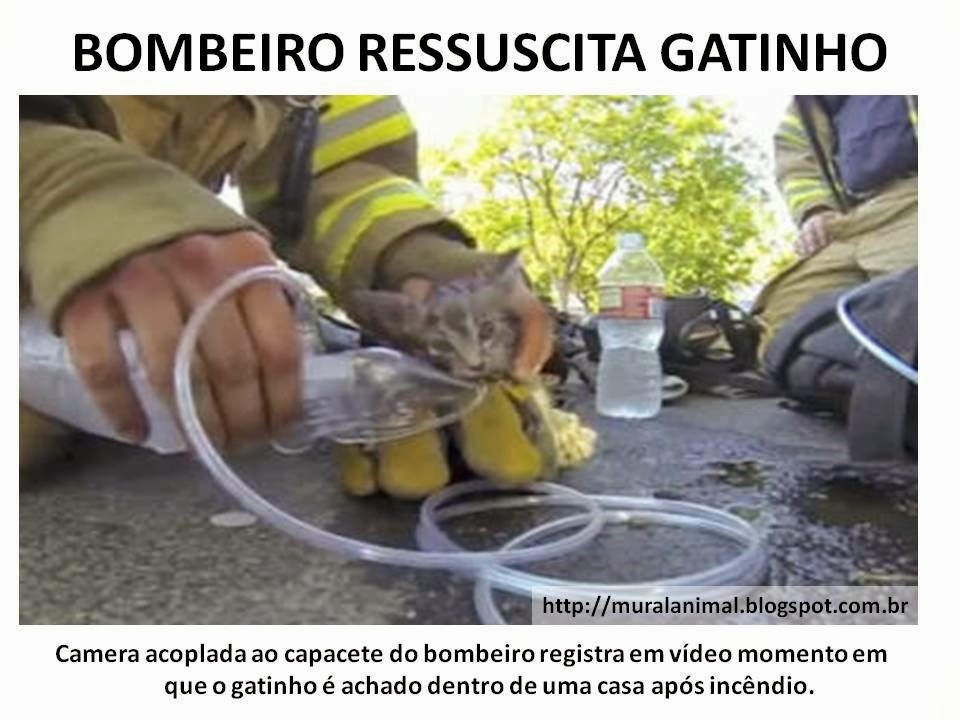[BOMBEIRO%2520RESSUSCITA%2520GATINHO%255B3%255D.jpg]