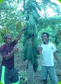 pepaya pematang tahalo 1 pepaya pematang tahalo 1