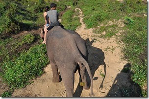 Laos Luang Prabang Elephant camp 140201_0201
