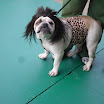 Pet_Costume_Contest