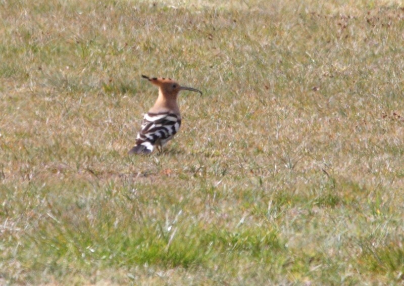 [hoopoe%255B3%255D.jpg]