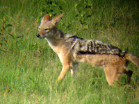 Black Back Jackel - Linyanti Concession (Chobe Region)