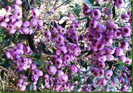 Syzygium oleosum Syzygium oleosum