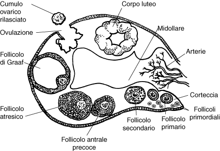 [follicolo%255B3%255D.png]