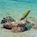 Dragonet (Secret Bay, North Bali)