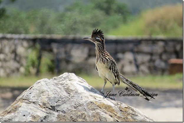 Roadrunner2 Roadrunner2