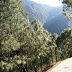 Monts Cangshan : chemin