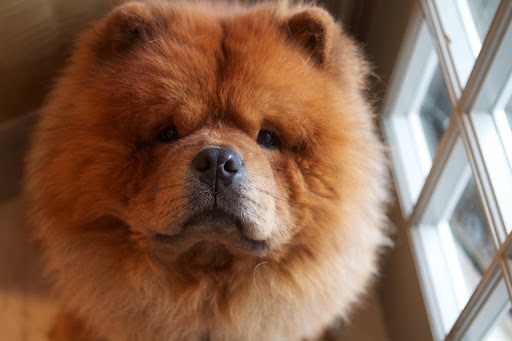 I mean, who couldn't love a face like that?