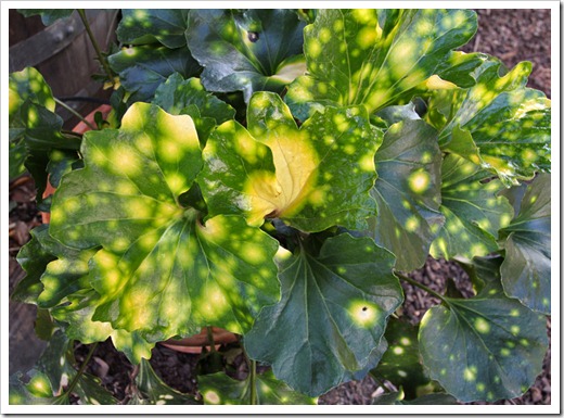 120310_Farfugium-japonicom-Aureomaculatum_03