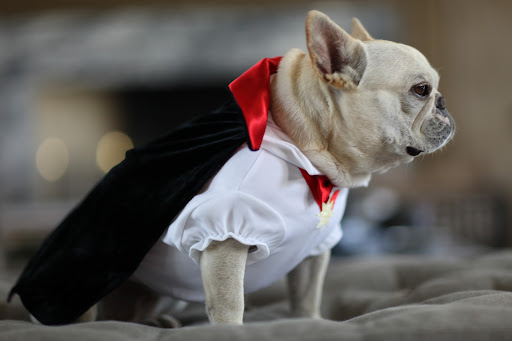 This year, Francesca and Sharkey had their pick of Martha's new PetSmart costumes. Here, Sharkey tries on a vampire outfit.