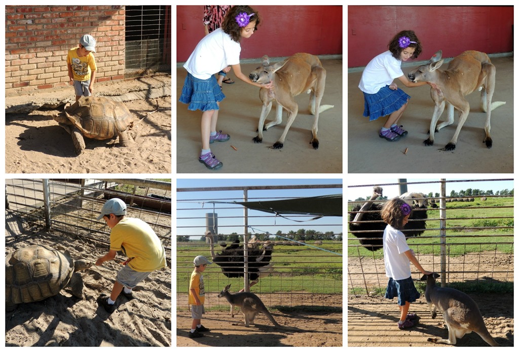 [kangaroo3%255B3%255D.jpg]