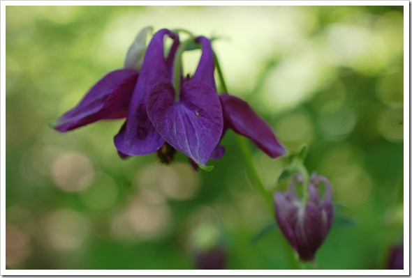 1 FLOWERS COLUMBINE (10)