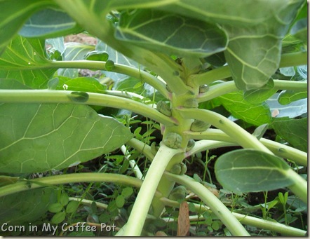 brusselsprouts-peas-broccoli 001