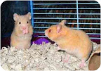 Hamsters like Mario and Luigi (Abingdon, MD) are used a great deal in invasive research as well. These guys would welcome a safe and loving home. Hamsters like Mario and Luigi (Abingdon, MD) are used a great deal in invasive research as well. These guys would welcome a safe and loving home.