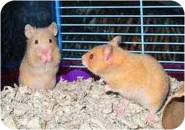 Hamsters like Mario and Luigi (Abingdon, MD) are used a great deal in invasive research as well. These guys would welcome a safe and loving home. Hamsters like Mario and Luigi (Abingdon, MD) are used a great deal in invasive research as well. These guys would welcome a safe and loving home.