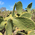 Mission Prickly-pear - Photo (c) DavidR.808, some rights reserved (CC BY-NC-SA)