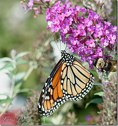 FPC_Buddleia_Monarch_Bee2