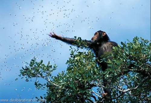 animais national geographic desbaratinando (1) animais national geographic desbaratinando (1)