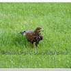 Cuerden Birds of Prey 014.jpg